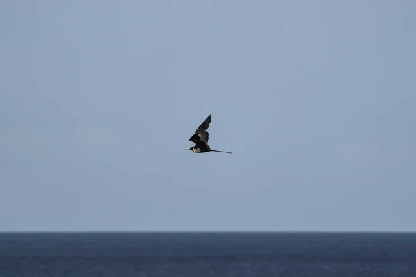 Frigatebird Volando Sobre Fondo Azul Del Cielo —  Fotos de Stock