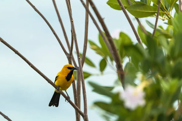 Bananaquit Bird Coereba Flaveola Una Rama Curazao — Foto de Stock