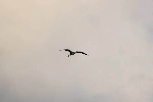 Frigatebird Volando Sobre Fondo Azul Del Cielo — Foto de Stock