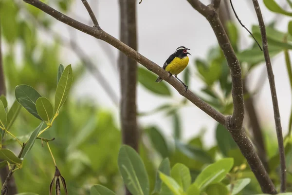 Bananaquit Bird Coereba Flaveola Uma Filial Curaçao — Fotografia de Stock