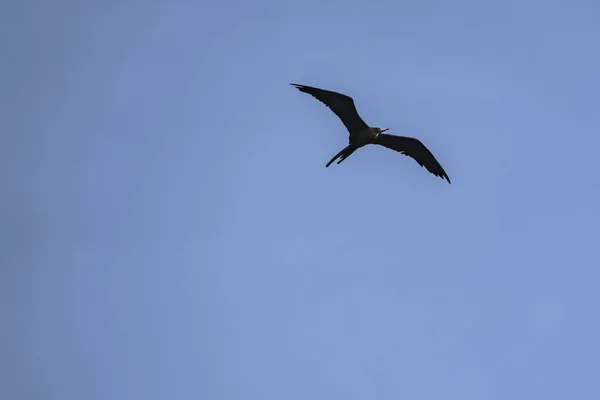Frigatebird Che Vola Sopra Uno Sfondo Blu Del Cielo — Foto Stock
