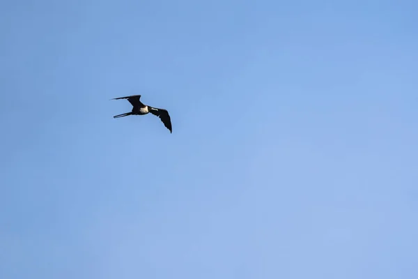 stock image Frigatebird flying over a blue sky background