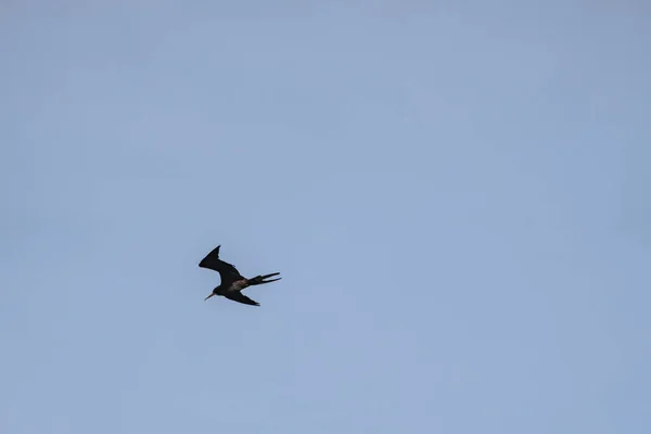 Frigatebird Survolant Fond Bleu Ciel — Photo