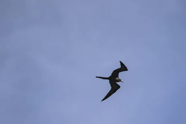 Frigatebird Flyger Över Blå Himmel Bakgrund — Stockfoto