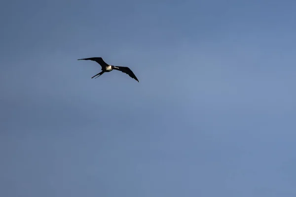 Mavi Bir Arka Planda Uçan Fregat Kuşu — Stok fotoğraf