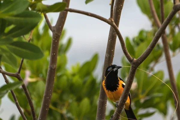 Curacao Bir Şubede Bananaquit Bird Coereba Flaveola — Stok fotoğraf