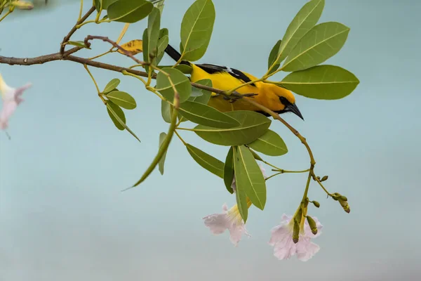 Bananaquit Bird Coereba Flaveola Gałęzi Curacao — Zdjęcie stockowe