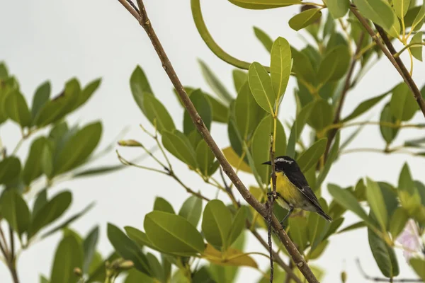 Curacao Bir Şubede Bananaquit Bird Coereba Flaveola — Stok fotoğraf