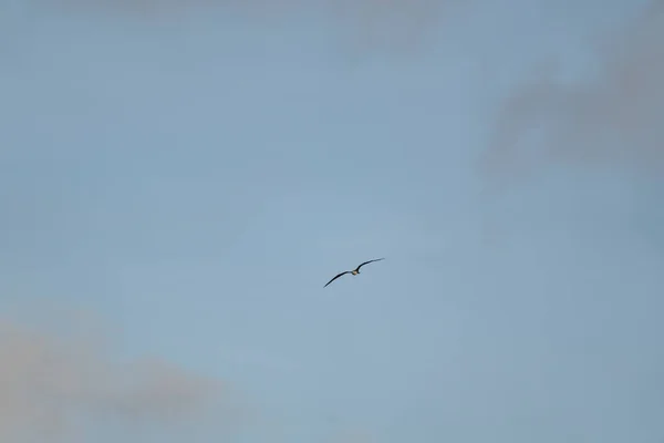 Frigatebird Survolant Fond Bleu Ciel — Photo