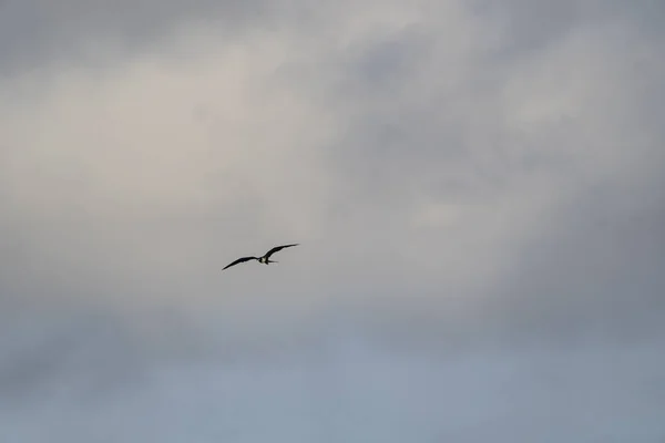 Frigatebird Létání Nad Modrým Nebem Pozadí — Stock fotografie