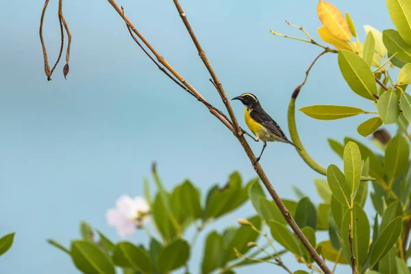Bananaquit Bird Coereba Flaveola Větvi Curacau — Stock fotografie