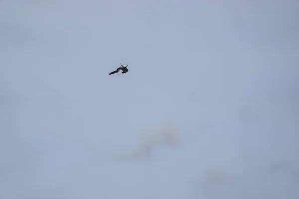 Frigatebird Volando Sobre Fondo Azul Del Cielo —  Fotos de Stock