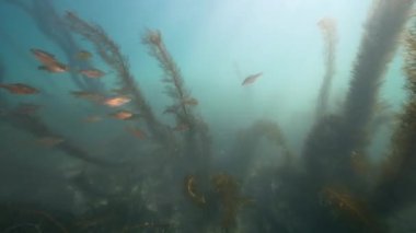 Pasifik Okyanusu 'nun sualtı denizi, Kaliforniya, ABD. 