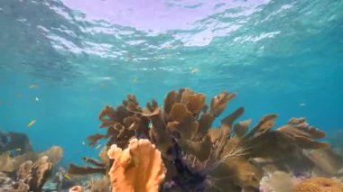 Karayip Denizi 'nin mercan kayalıklarında mercan, sünger ve balıklı bir mercan bahçesinde deniz manzarası, Curacao