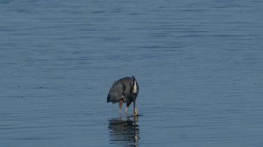 Avlı balıkçıl kuş Meksika Körfezi, Florida 'da suda duruyor.