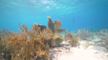 Karayip Denizi 'nin mercan kayalıklarında mercan, sünger ve balıklı bir mercan bahçesinde deniz manzarası, Curacao