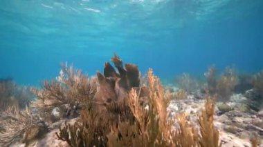 Karayip Denizi 'nin mercan kayalıklarında mercan, sünger ve balıklı bir mercan bahçesinde deniz manzarası, Curacao