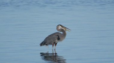 Avlı balıkçıl kuş Meksika Körfezi, Florida 'da suda duruyor.