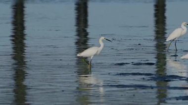 Meksika Körfezi, Florida 'da Vahşi Yaşam Beyaz Balıkçıl Kuşları