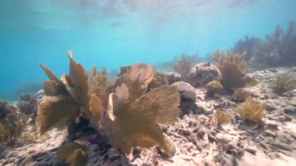 カリブ海のサンゴ礁にあるサンゴ スポンジ 魚の海岸 — ストック動画