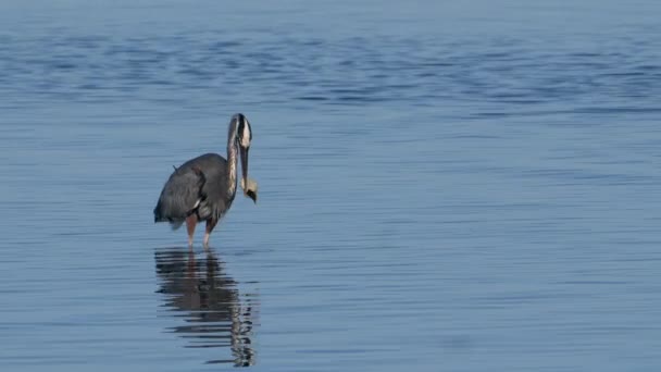 フロリダ州メキシコ湾の水に立っている獲物と野生生物ヘロンの鳥 — ストック動画