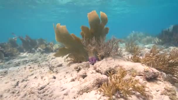 カリブ海のサンゴ礁のサンゴ スポンジ 魚が付いているサンゴの庭の海岸 キュラソー — ストック動画