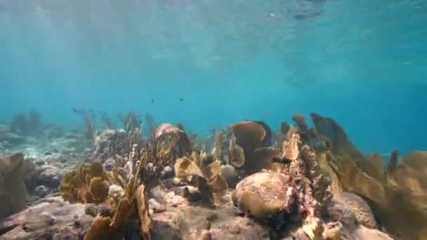카리브해 쿠라카오의 산호초에 스폰지 물고기와 정원에서 해수욕장 — 비디오