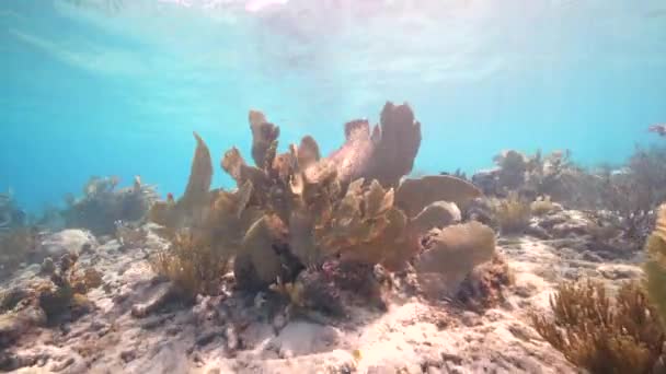 Paysage Marin Dans Jardin Corail Avec Corail Éponge Poissons Dans — Video