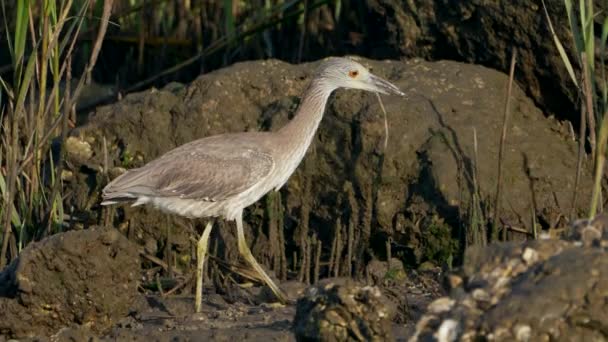 Meksika Körfezi Florida Daki Vahşi Yaşam Balıkçıl Kuşu — Stok video