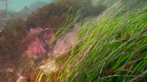 アメリカ合衆国カリフォルニア州太平洋の水中海底 — ストック動画