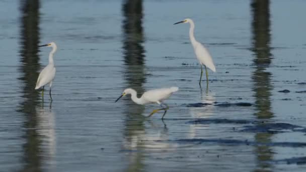 Vida Selvagem White Heron Birds Golfo México Flórida — Vídeo de Stock