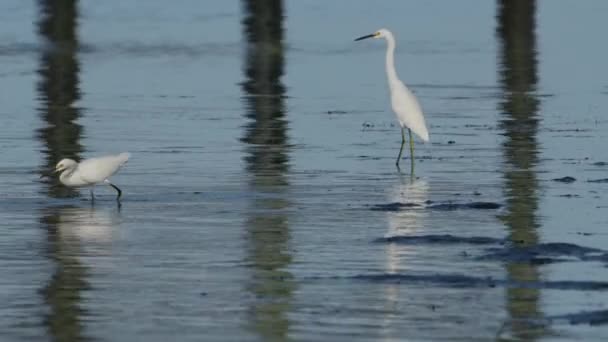 Meksika Körfezi Florida Vahşi Yaşam Beyaz Balıkçıl Kuşları — Stok video