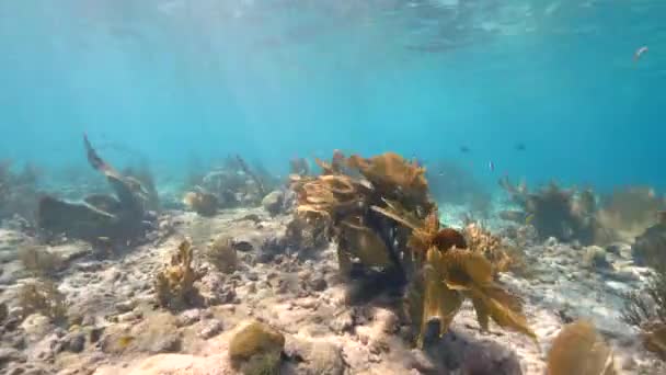 Tengerfenék Egy Korallkertben Korallokkal Szivaccsal Halakkal Karib Tenger Korallzátonyán Curacao — Stock videók