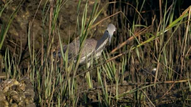Wildlife Heron Bird Golf Von Mexiko Florida — Stockvideo
