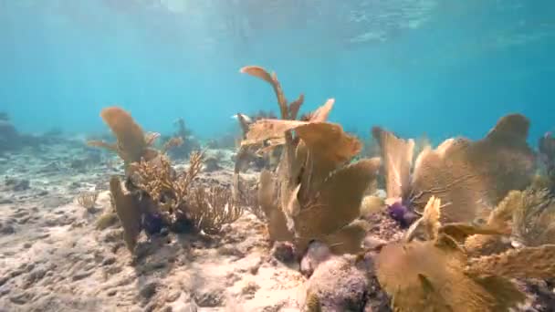 Meereslandschaft Einem Korallengarten Mit Korallen Schwämmen Und Fischen Korallenriff Der — Stockvideo