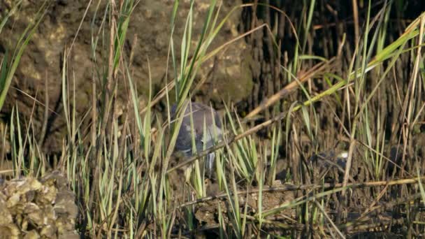 Wildlife Heron Bird Στον Κόλπο Του Μεξικού Φλόριντα — Αρχείο Βίντεο