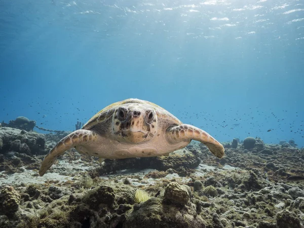库拉索岛周围加勒比海珊瑚礁中的锯头海龟 — 图库照片