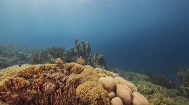 Curacao çevresindeki Karayip Denizi 'ndeki mercan resiflerinin sığ sularında mercan ve süngerle kaplanmış deniz.