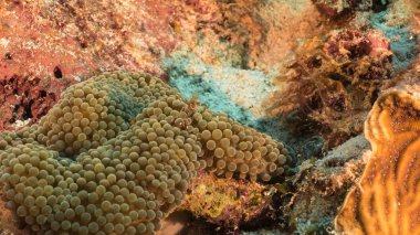 Karayip Denizi 'nin mercan kayalıklarında bulunan şeritli mercan karidesinin yakınında, Curacao