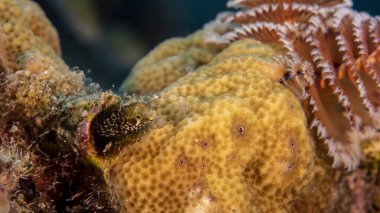 Yaklaş, Macro ve Bakan Blenny Karayip Denizi 'nin mercan kayalıklarında, Curacao