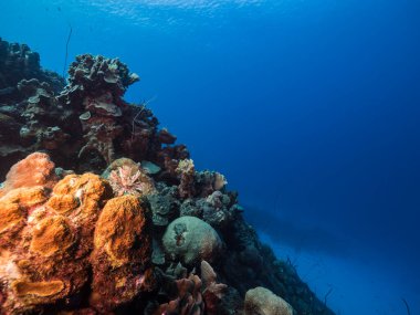 Karayip Denizi 'ndeki mercan resiflerinin turkuaz sularında deniz manzarası..