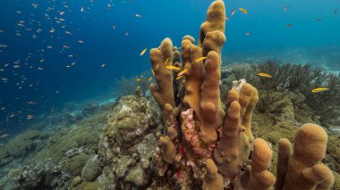 Curacao çevresindeki Karayip Denizi 'ndeki mercan resiflerinin sığ sularında sütun mercan ve süngerle kaplı deniz burnu.