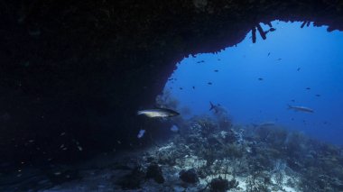 Karayip Denizi 'nde mercan resifi denizi, Tarpon balıkları, mercan ve süngerle Curacao.