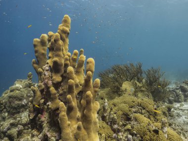Curacao çevresindeki Karayip Denizi 'ndeki mercan resiflerinin sığ sularında sütun mercan ve süngerle kaplı deniz burnu.