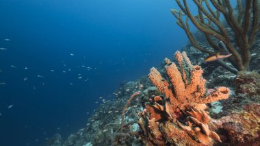 Karayip Denizi 'ndeki mercan resiflerinin turkuaz sularında deniz manzarası..