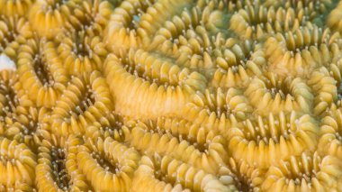 Yaklaş, Karayip Denizi resifinde mercan morfolojisi makrosu, Curacao