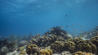 Karayip Denizi 'ndeki mercan resiflerinin turkuaz sularında deniz manzarası..