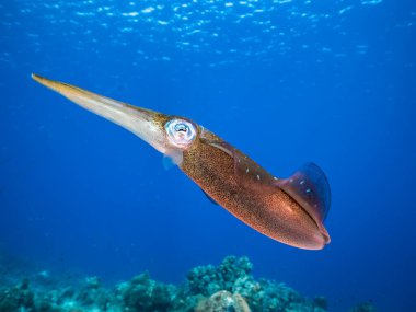 Curacao çevresindeki Karayip Denizi 'ndeki mercan resifinin sığ sularında mürekkep balığı.