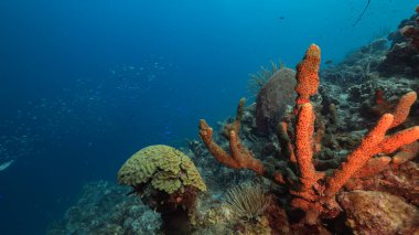 Karayip Denizi 'ndeki mercan resiflerinin turkuaz sularında deniz manzarası..