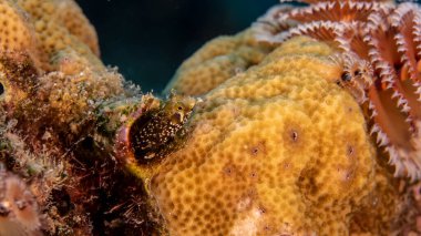 Yaklaş, Macro ve Bakan Blenny Karayip Denizi 'nin mercan kayalıklarında, Curacao